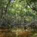 Yucatán se queda sin manglares: pierde 1.5 hectáreas cada día