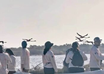 ¿Cómo protegen al flamenco rosa? Realizan jornada de anillamiento en Río Lagartos