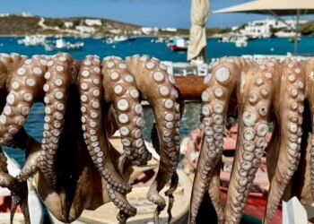 Alerta en Yucatán: Buzos furtivos capturan pulpo pese a graves riesgos