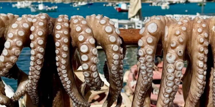 Alerta en Yucatán: Buzos furtivos capturan pulpo pese a graves riesgos