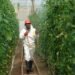 ¿Quiénes están más expuestos? Yucatán triplica casos de intoxicación por plaguicidas