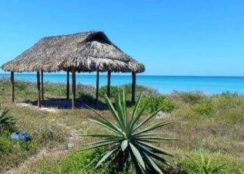 ¿Qué amenaza las playas de Yucatán? Especies invasoras alteran sus dunas