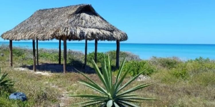 ¿Qué amenaza las playas de Yucatán? Especies invasoras alteran sus dunas