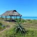 ¿Qué amenaza las playas de Yucatán? Especies invasoras alteran sus dunas