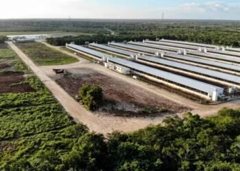 ¿Está en riesgo el Acuífero Maya? ONU alerta por desechos de granjas porcinas
