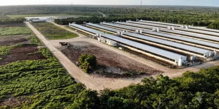¿Está en riesgo el Acuífero Maya? ONU alerta por desechos de granjas porcinas