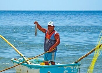 Vigilan la pesca de pulpo: autoridades prohíben el buceo y el uso de “hookah”