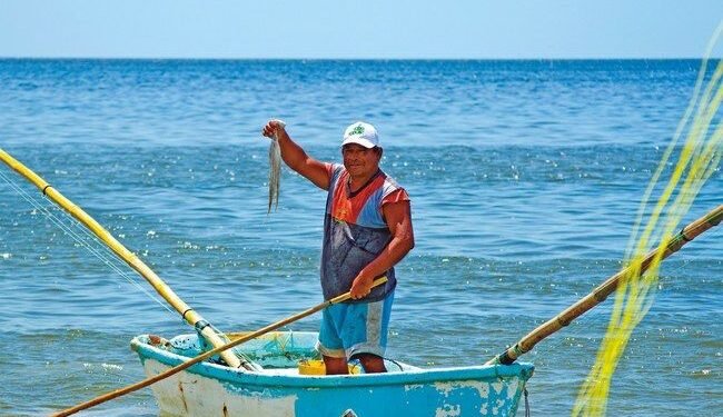 Vigilan la pesca de pulpo: autoridades prohíben el buceo y el uso de “hookah”