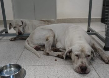 Entregan a la SSP a los perros que lesionaron a una mujer en la Bojórquez