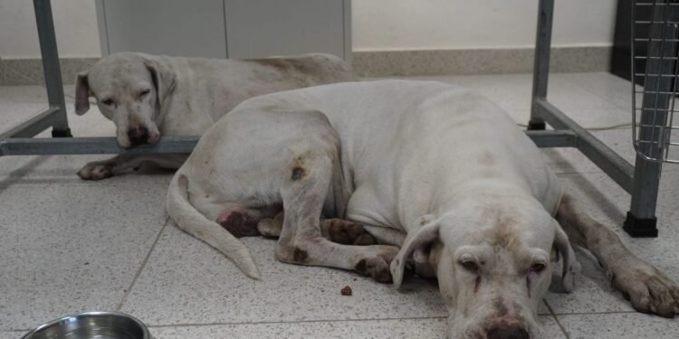 Entregan a la SSP a los perros que lesionaron a una mujer en la Bojórquez