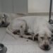 Entregan a la SSP a los perros que lesionaron a una mujer en la Bojórquez