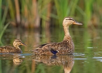 ¿Qué hace diferente al pato mexicano? Su ADN revela pistas que estaban ocultas