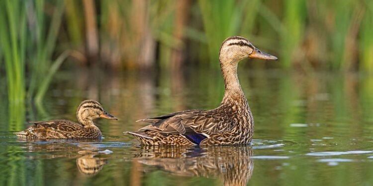 ¿Qué hace diferente al pato mexicano? Su ADN revela pistas que estaban ocultas