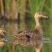 ¿Qué hace diferente al pato mexicano? Su ADN revela pistas que estaban ocultas