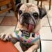 De una caja en Corea del Sur a la corona; esta es la historia de Jinny Lu, la perrita más fea del mundo 2026