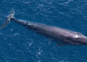 ¿Menos de 100 en el mundo? Científicos van tras las huellas de la ballena de Rice en el Golfo de México