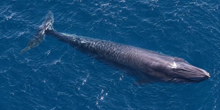 ¿Menos de 100 en el mundo? Científicos van tras las huellas de la ballena de Rice en el Golfo de México