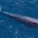 ¿Menos de 100 en el mundo? Científicos van tras las huellas de la ballena de Rice en el Golfo de México