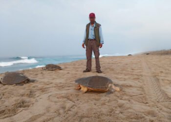 Recuperan miles de huevos de tortuga abandonados en dunas de Oaxaca