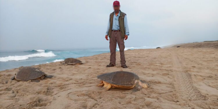 Recuperan miles de huevos de tortuga abandonados en dunas de Oaxaca
