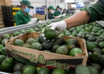 Aguacate mexicano recupera terreno en EU: exportaciones se normalizan gradualmente