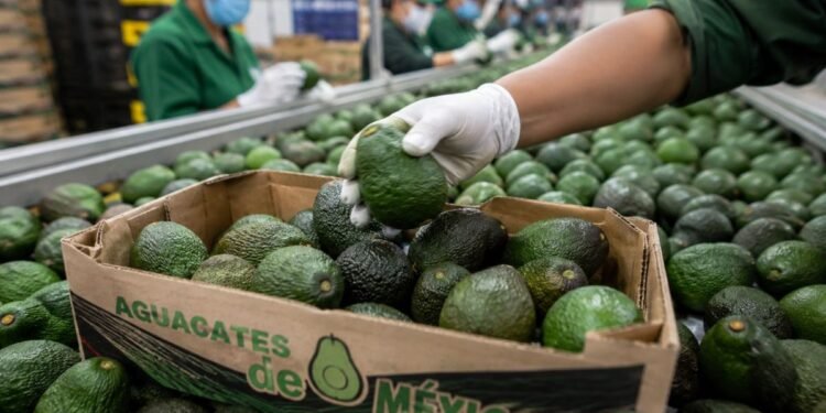 Aguacate mexicano recupera terreno en EU: exportaciones se normalizan gradualmente