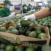 Aguacate mexicano recupera terreno en EU: exportaciones se normalizan gradualmente