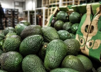 ¿Qué sucedió? USDA pone en pausa inspecciones en Michoacán; suspenden nuevos embarques de aguacate
