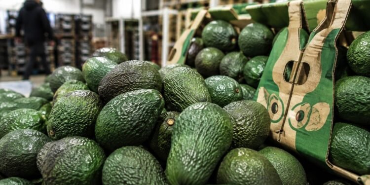 ¿Qué sucedió? USDA pone en pausa inspecciones en Michoacán; suspenden nuevos embarques de aguacate