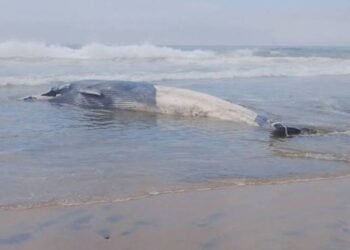 ¡Impactante! Ballena de 12 metros aparece muerta en playas de Tijuana