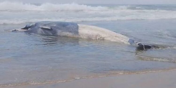 ¡Impactante! Ballena de 12 metros aparece muerta en playas de Tijuana
