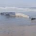 ¡Impactante! Ballena de 12 metros aparece muerta en playas de Tijuana
