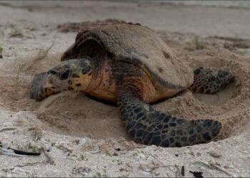 ¡Llegaron las tortugas! Chelem pide no tocar, iluminar ni molestar a los ejemplares