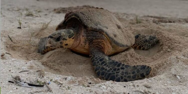 ¡Llegaron las tortugas! Chelem pide no tocar, iluminar ni molestar a los ejemplares