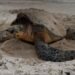 ¡Llegaron las tortugas! Chelem pide no tocar, iluminar ni molestar a los ejemplares