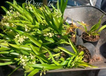 ¿Compraste una orquídea? Así puedes saber si su origen es legal