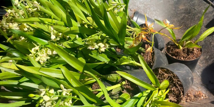 ¿Compraste una orquídea? Así puedes saber si su origen es legal