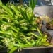 ¿Compraste una orquídea? Así puedes saber si su origen es legal