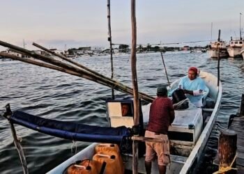 ¿Dónde está el pulpo? Pescadores navegan más para capturar hasta 40% menos