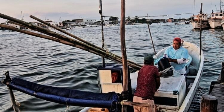¿Dónde está el pulpo? Pescadores navegan más para capturar hasta 40% menos