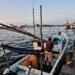 ¿Dónde está el pulpo? Pescadores navegan más para capturar hasta 40% menos