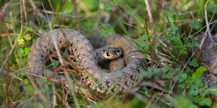 ¿Has visto una serpiente en tu patio? Esto ha disparado los avistamientos