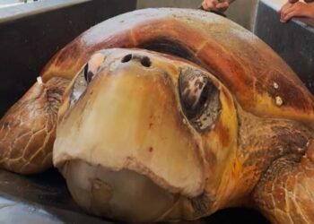 ¡Adiós, rehabilitación! Timmy vuelve a nadar libre en el océano