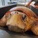 ¡Adiós, rehabilitación! Timmy vuelve a nadar libre en el océano