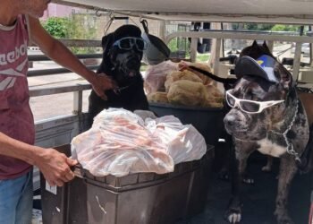 Zeus y Kiko cambian de historia: ahora llevan ayuda a un refugio de gatos