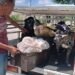 Zeus y Kiko cambian de historia: ahora llevan ayuda a un refugio de gatos