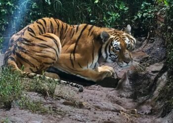 ¡Fauna exótica en malas condiciones! Rescatan tigre con estrés severo y mono con obesidad durante operativo