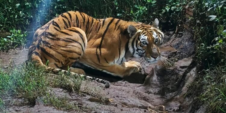 ¡Fauna exótica en malas condiciones! Rescatan tigre con estrés severo y mono con obesidad durante operativo