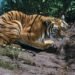 ¡Fauna exótica en malas condiciones! Rescatan tigre con estrés severo y mono con obesidad durante operativo