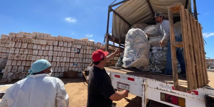 ¡Megarrecolección! Retiran 70 toneladas de envases de plaguicidas en Baja California